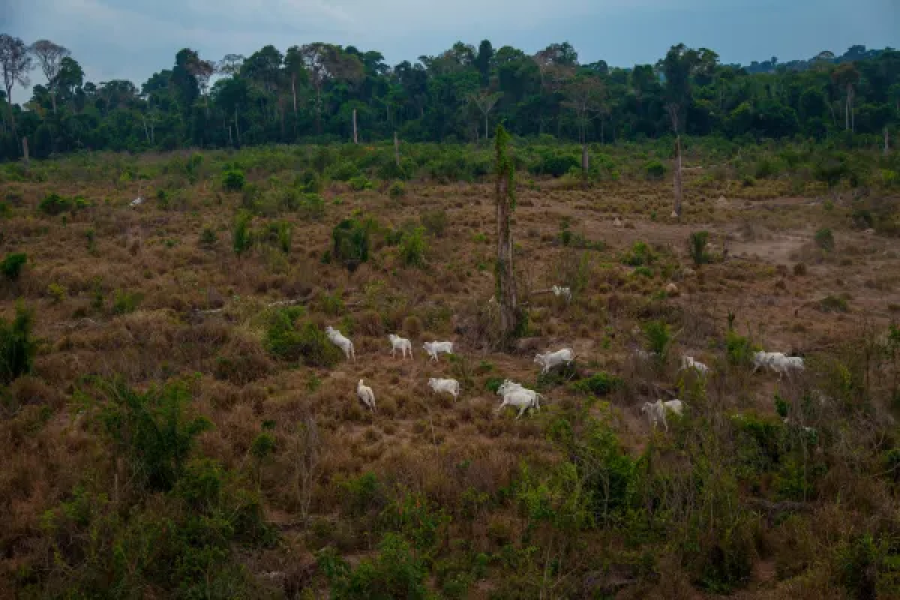 Ocupando dois Amazonas, pecuária segue com baixa eficiência e desmatamento